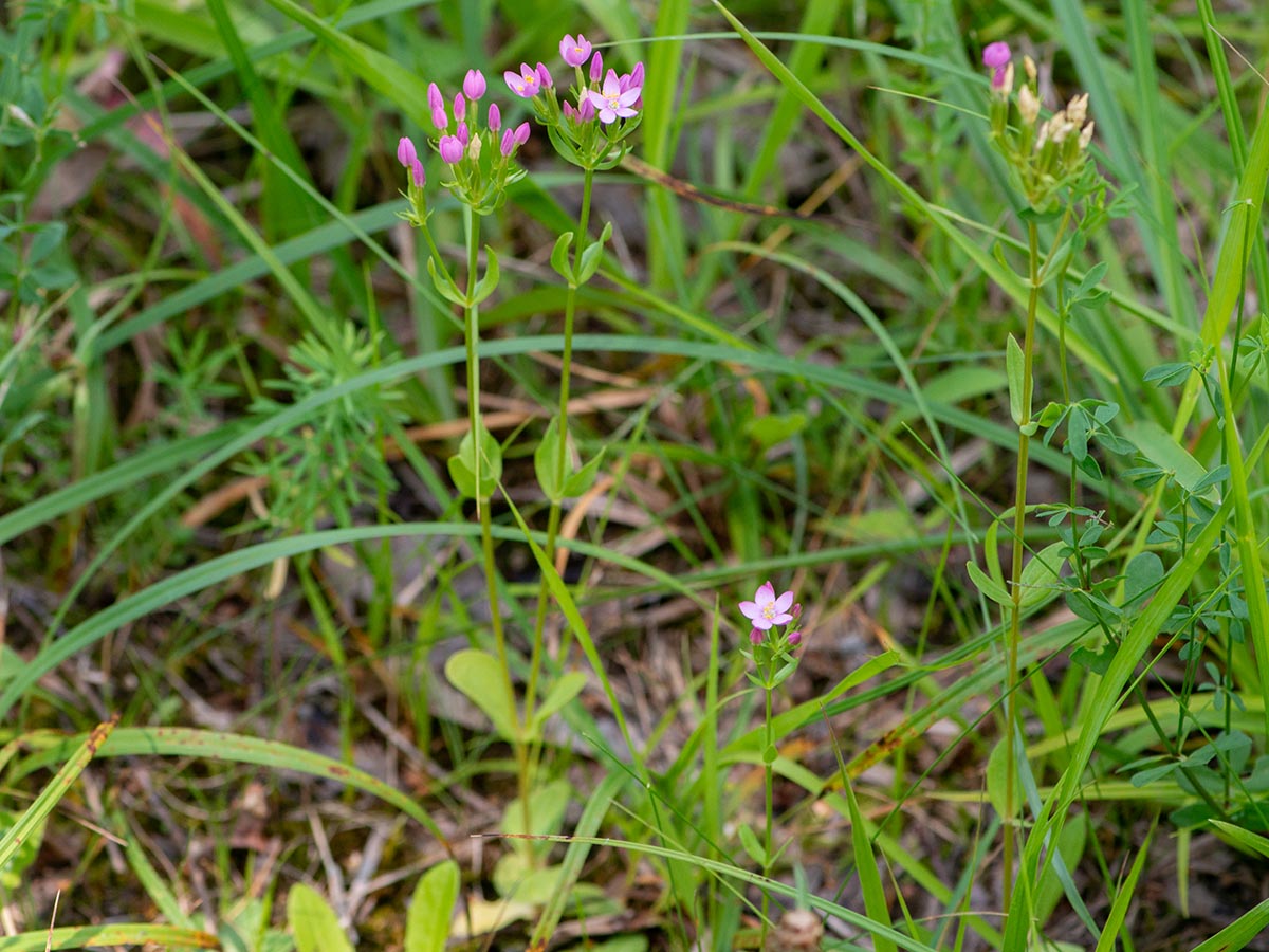 Habitus